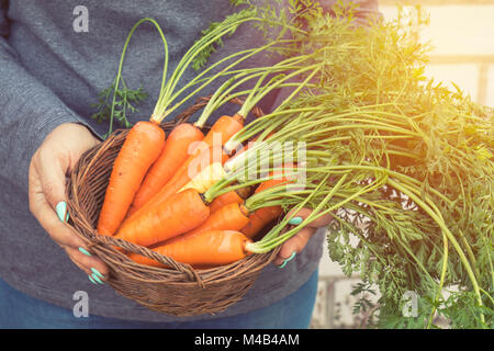 Donna che mantiene un paniere di appena raccolto le carote Foto Stock