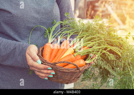 Donna che mantiene un paniere di appena raccolto le carote Foto Stock