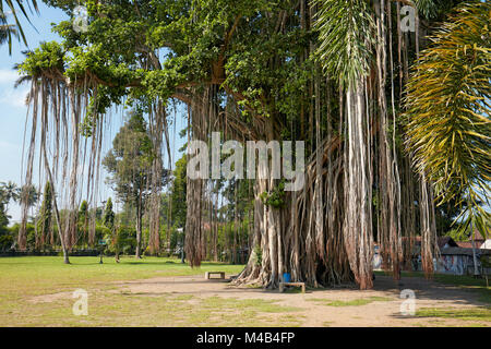 Giant Banyan Tree (Ficus benghalensis) cresce accanto al tempio Mendut. Magelang Regency, Java, Indonesia. Foto Stock