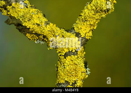 Il lichen; giallo; scala Shore lichen; Xanthoria parietina; Foto Stock