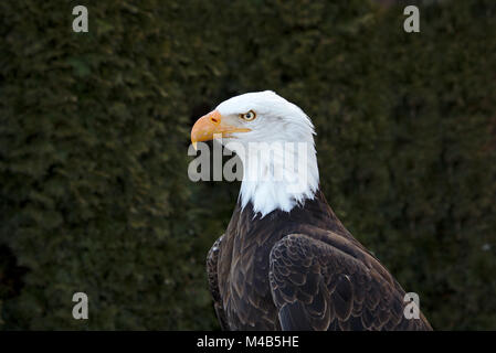 Ritratto di un adulto aquila calva Foto Stock