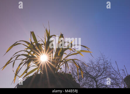 Raggi di sole che splende attraverso le foglie di pianta Foto Stock
