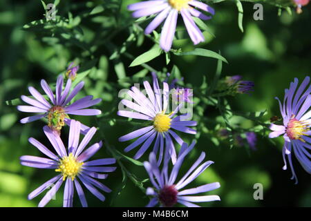 Viola fiori selvatici in una giornata di sole Foto Stock