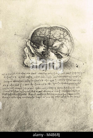 Studio anatomico del cranio da sinistra, disegnata da Leonardo Da Vinci, circa 1489 Foto Stock