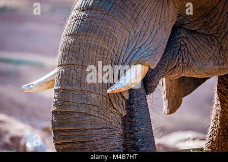 Elefante africano (Loxodonta africana) tempo di alimentazione allo zoo Foto Stock