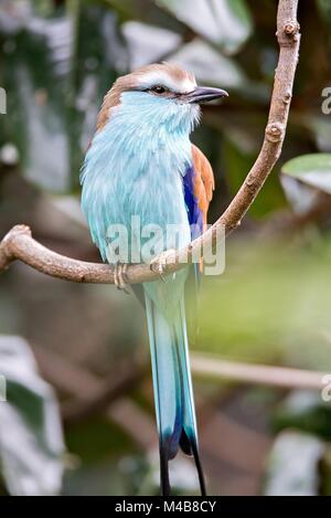 Racket-tailed rullo (Coracias spatulatus) appollaiato sul ramo Foto Stock