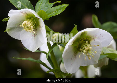 Red spotted forma bianca dell'ibrido rosa quaresimale, Helleborus orientalis Foto Stock