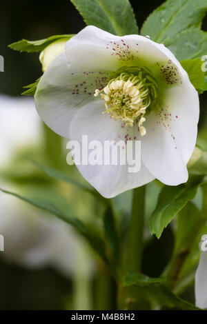 Red spotted forma bianca dell'ibrido rosa quaresimale, Helleborus orientalis Foto Stock