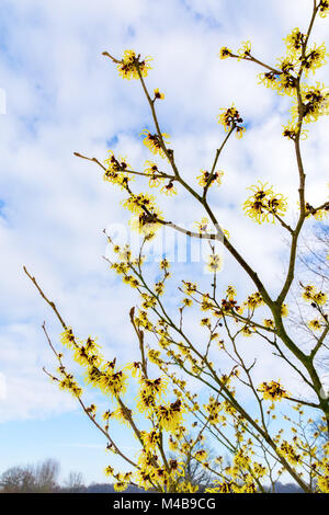 Blooming hazel arbusto con fiori di colore giallo in inverno Foto Stock