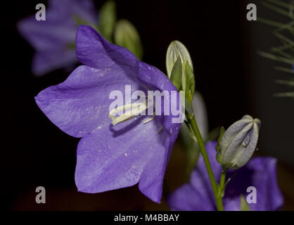 Peach-lasciarono la campanula persicifolia Campanula Foto Stock