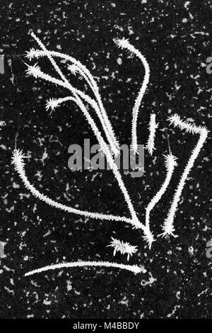 Trasformata per forte gradiente coperto di brina reed, Lapponia, Svezia Foto Stock