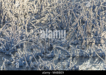 Trasformata per forte gradiente coperto di brina reed, Lapponia, Svezia Foto Stock