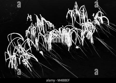 Trasformata per forte gradiente coperto di brina reed, Lapponia, Svezia Foto Stock