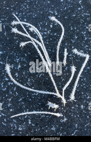 Trasformata per forte gradiente coperto di brina reed, Lapponia, Svezia Foto Stock