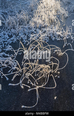 Trasformata per forte gradiente coperto di brina reed, Lapponia, Svezia Foto Stock