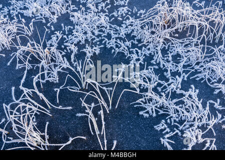 Trasformata per forte gradiente coperto di brina reed, Lapponia, Svezia Foto Stock