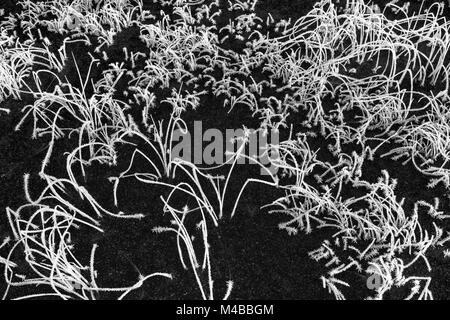 Trasformata per forte gradiente coperto di brina reed, Lapponia, Svezia Foto Stock