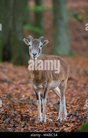 Muflone Europeo (Ovis gmelini musimon / Ovis ammon / Ovis orientalis musimon) giovani ram con piccole corna nella foresta in autunno Foto Stock