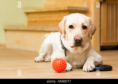 Cane di razza Labrador di colore beige giace sul pavimento Foto Stock