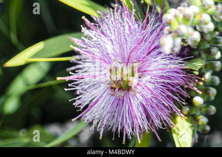 Polvere di rosa fiori di sfoglia, Calliandra tergemina - Brasile Foto Stock