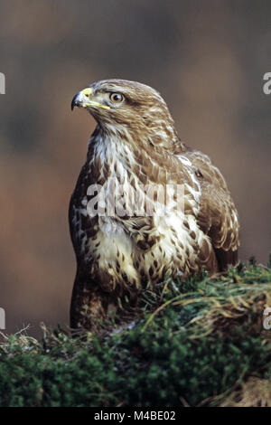 Comune Poiana caccia di solito su terra aperta - Buteo buteo Foto Stock