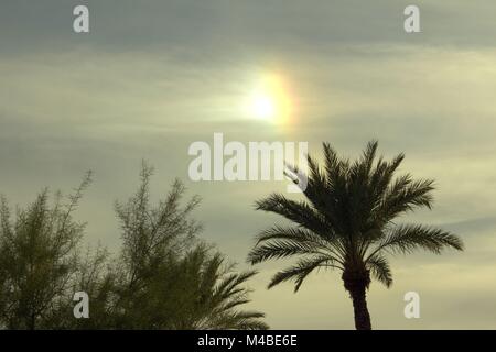 Un cane di Sun su una palma a Tempe, Arizona Foto Stock