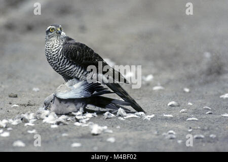 Eurasian sparviero, le femmine sono notevolmente più grandi dei maschi Foto Stock