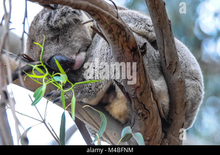 Il Koala bear dormire su albero di eucalipto in Kangaroo Island, Australia del Sud. Foto Stock
