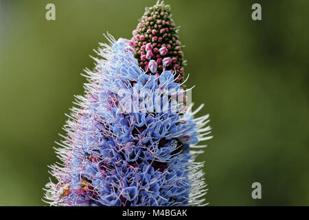 L'orgoglio di Madeira - echium candicans - Madera Foto Stock