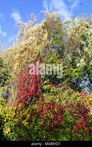 Tree ricoperta da piante rampicanti Foto Stock