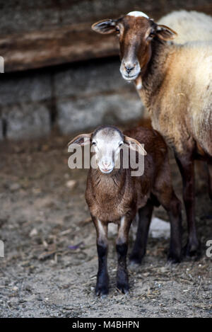 Pecore, piccole con mamma, nel cortile della casa dell'azienda. Foto Stock