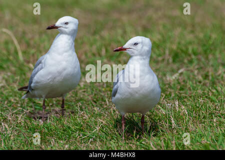 Una coppia di gabbiani in erba Foto Stock