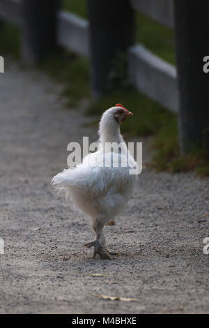 Gallina Bianca a piedi nel cantiere di fattoria Foto Stock