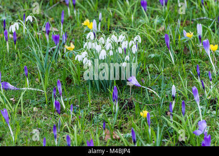 Snowdrops (Galanthus), crochi e aconiti invernali (Eranthis hyemalis)in fiore in primavera Foto Stock