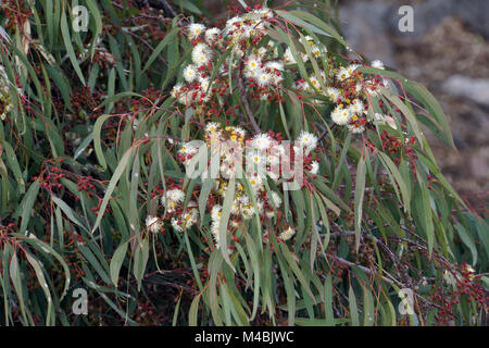 Struttura di febbre, blue gum tree - Eucalyptus globulus Foto Stock