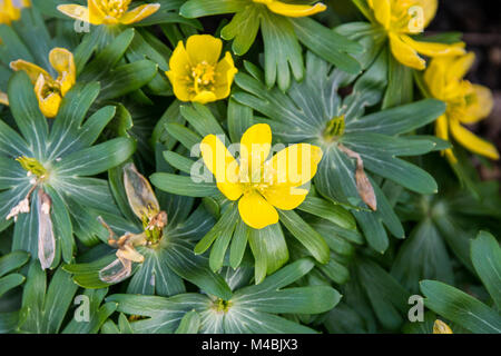 Un inverno di Aconitum (Eranthis hyemalis) in fiore Foto Stock