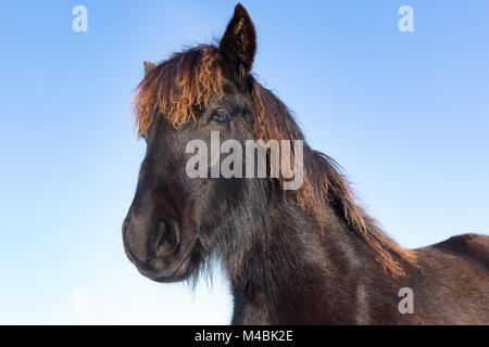 Ritratto di testa nero cavallo Frisone Foto Stock