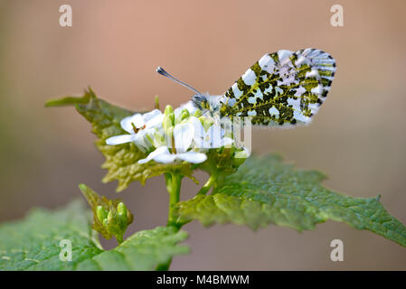 Punta arancione (Anthocharis cardamines), la femmina si siede sul fiore di un aglio senape (Alliaria petiolata),della Renania settentrionale-Vestfalia Foto Stock