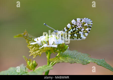 Punta arancione (Anthocharis cardamines), la femmina si siede sul fiore di un aglio senape (Alliaria petiolata),della Renania settentrionale-Vestfalia Foto Stock