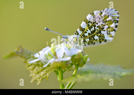 Punta arancione (Anthocharis cardamines), la femmina si siede sul fiore di un aglio senape (Alliaria petiolata),della Renania settentrionale-Vestfalia Foto Stock