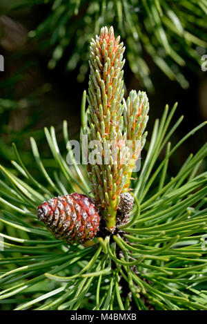 Di pino silvestre (Pinus sylvestris),coni,della Renania settentrionale-Vestfalia,Germania Foto Stock