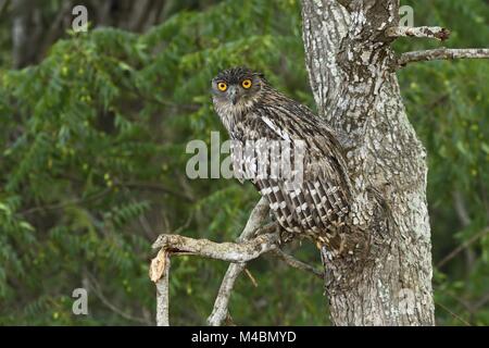 Brown pesce civetta (Bubo zeylonensis),seduta sul ramo,Wilpattu Parco Nazionale,Sri Lanka Foto Stock