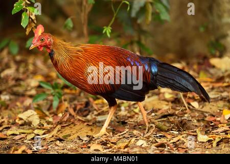 Il governo dello Sri Lanka junglefowl (Gallus lafayetii),ACCESO,Wilpattu Parco Nazionale,Sri Lanka Foto Stock