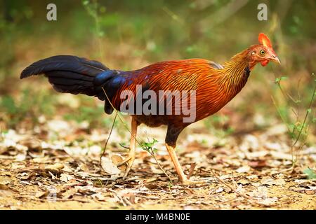 Il governo dello Sri Lanka junglefowl (Gallus lafayetii),ACCESO,Wilpattu Parco Nazionale,Sri Lanka Foto Stock