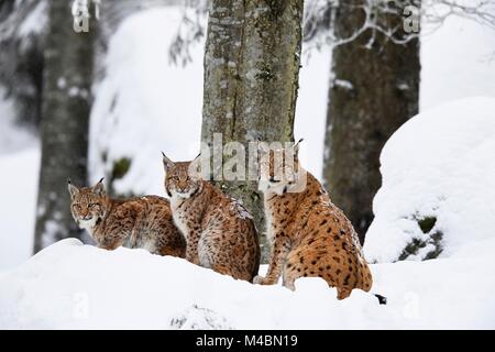Lince euroasiatica (Lynx lynx),dam si siede con i cuccioli nella neve,captive,Germania Foto Stock