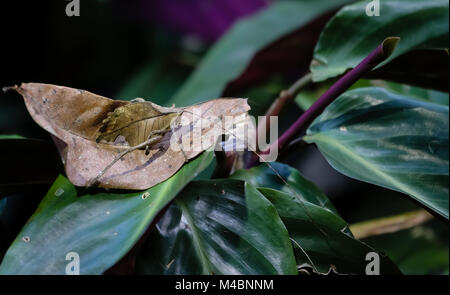 Leaf Katydid ben mimetizzata nella giungla costa ricas Foto Stock