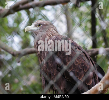 Golden Eagle bird close up ritratto animale Foto Stock