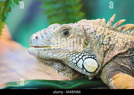 Lizard close up ritratto animale Foto Stock