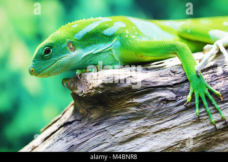 Lizard close up ritratto animale Foto Stock