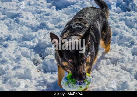 Pastore Tedesco giocattolo di contenimento nella neve Foto Stock